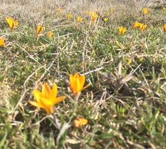 Crocus angustifolius