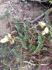Astragalus nuttallii virgatus