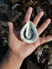 Scutellastra cochlear