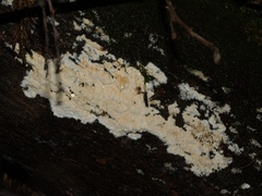 Dentipellicula leptodon