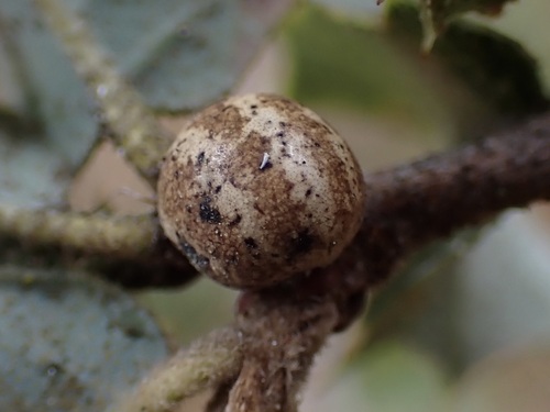 iNaturalist observation photo of Branigan's Kermes
