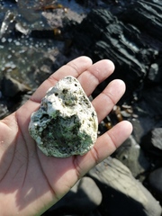 Scutellastra cochlear