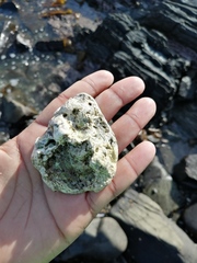 Scutellastra cochlear