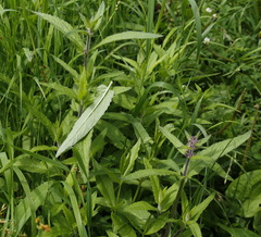 Stachys aspera