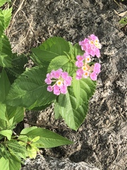 Lantana camara
