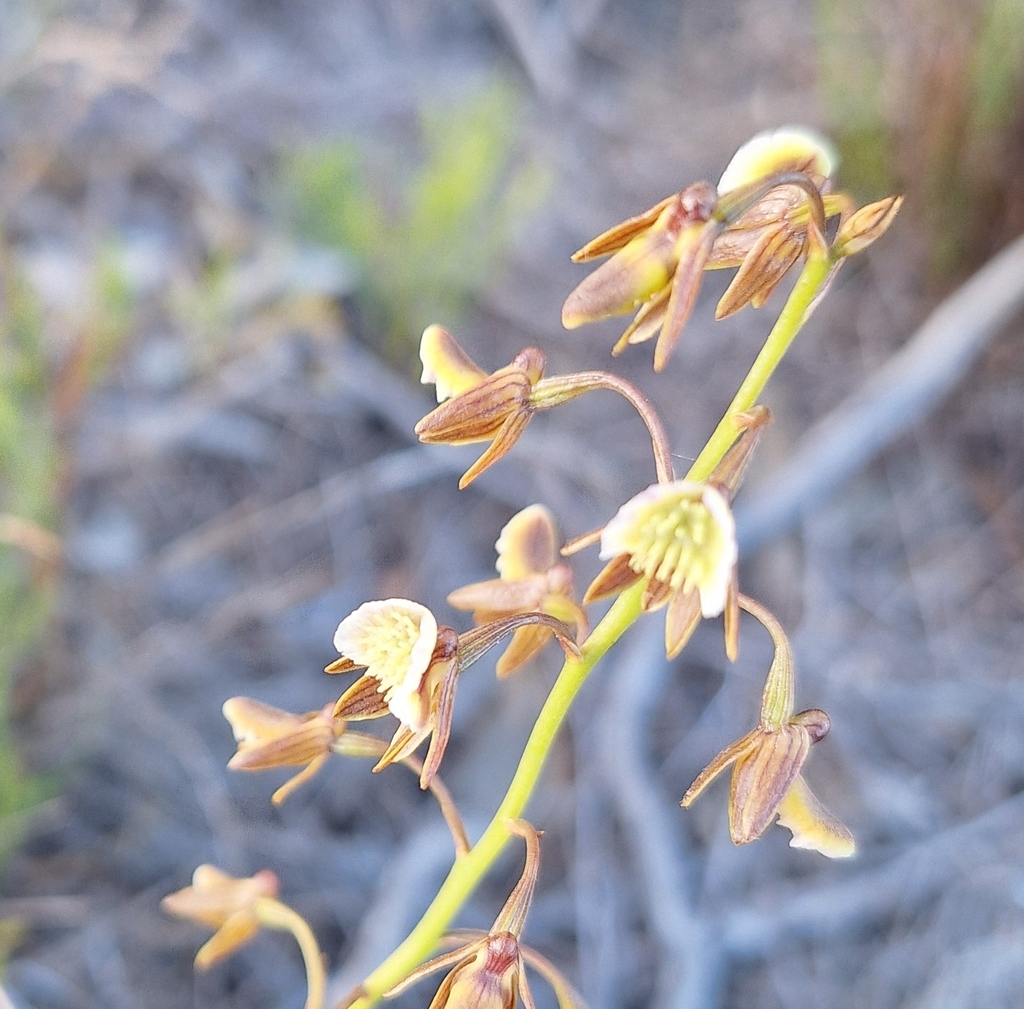 Eulophia bolusii