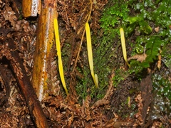 Clavulinopsis amoena