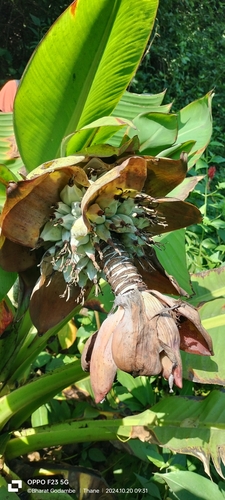 Image of Ensete superbum by (c) Bharat Godambe, some rights reserved (CC BY)