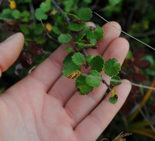 Dwarf Birch