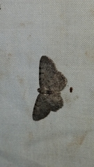 Aethalura intertexta