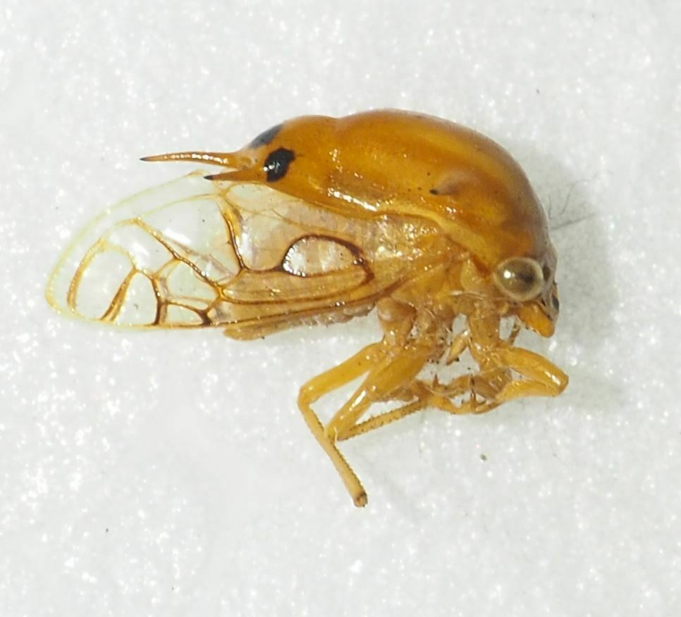 Quinquespinosa