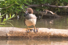 Bucephala