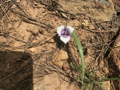 Calochortus elegans