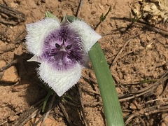 Calochortus elegans