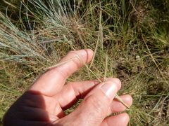 Bouteloua pectinata