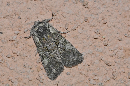 Dichonia aeruginea