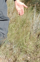 Bouteloua pectinata