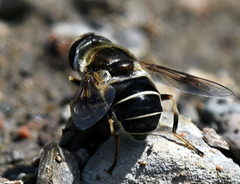 Eristalis obscura