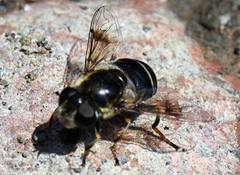Eristalis obscura
