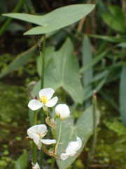 Sagittaria