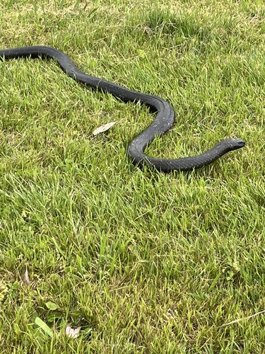 Blue-bellied Black Snake sighting