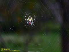 Araneus seminiger