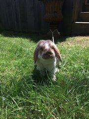 Oryctolagus cuniculus domesticus