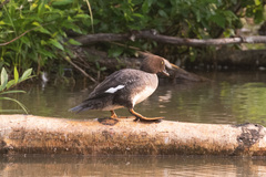 Bucephala