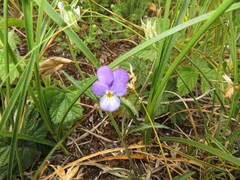 Viola tricolor curtisii