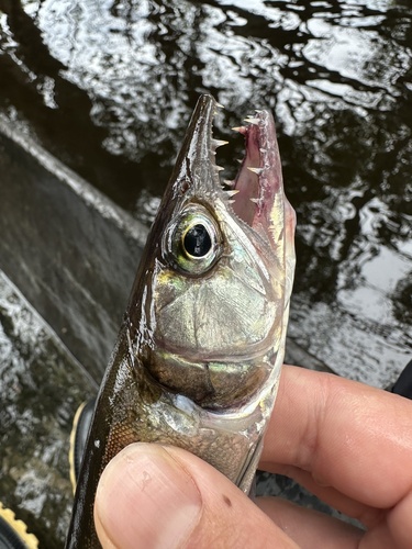 Smallscale freshwater barracuda (Acestrorhynchus microlepis) — Acestrorhynchidae — 5
