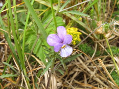 Viola tricolor curtisii