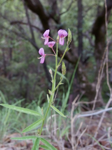 Arizona Ticktrefoil (Desmodium arizonicum)