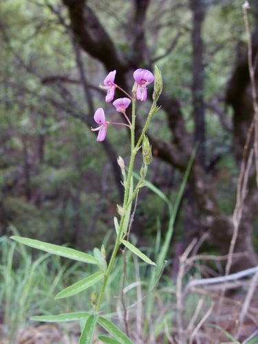 Image of Desmodium arizonicum by (c) Sue Carnahan, some rights reserved (CC BY)