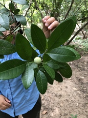 Casimiroa pringlei