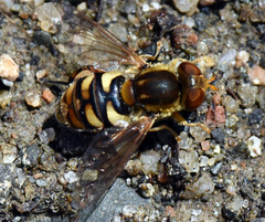 Parhelophilus obsoletus
