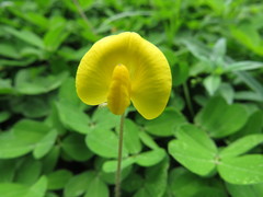 Arachis repens