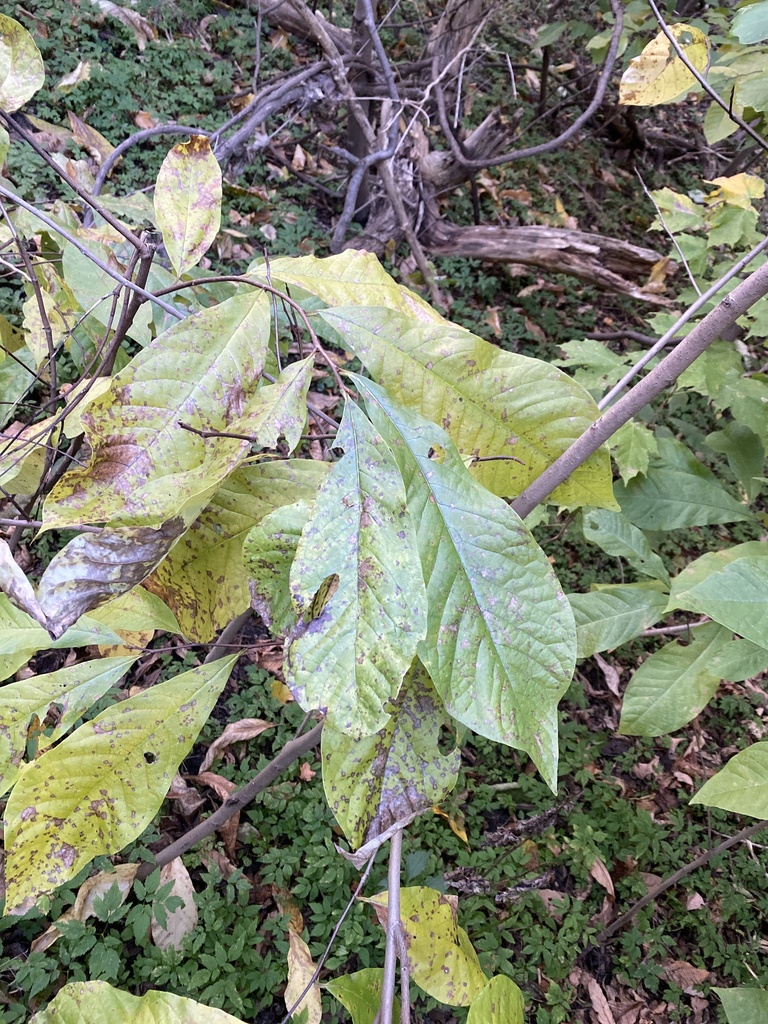 common pawpaw from Sunset Dr, Bridgeville, PA, US on October 18, 2024 ...