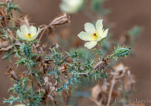 Mexican Poppy