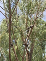 Allocasuarina torulosa