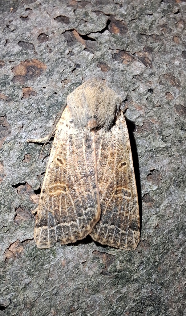 Agrochola