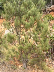 Allocasuarina torulosa
