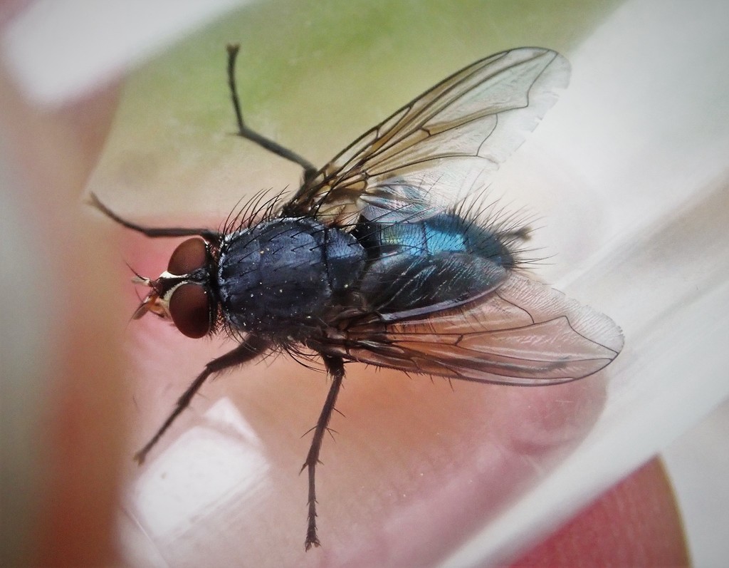 Woodland Bluebottle