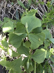 Trillium
