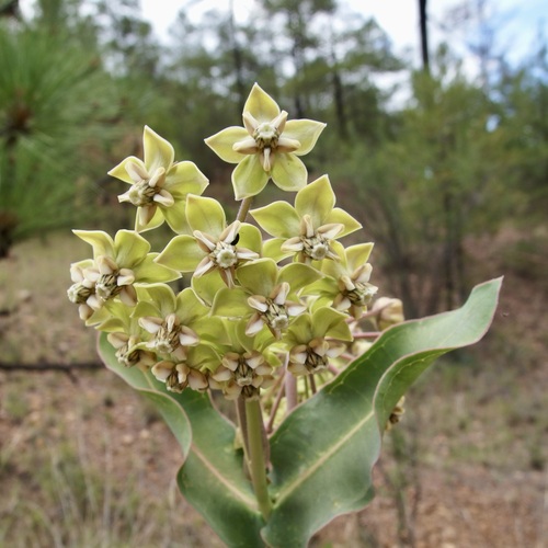 Asclepias elata (Asclepias elata)