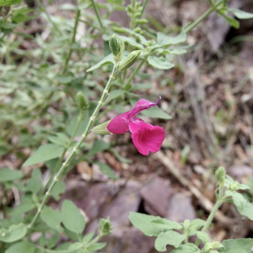 Image of Salvia lemmonii by (c) Sue Carnahan, some rights reserved (CC BY)