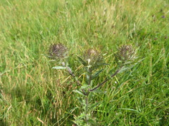 Carlina vulgaris