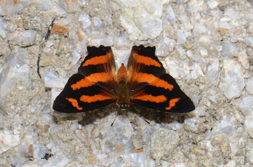 Himalayan jester