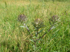 Carlina vulgaris