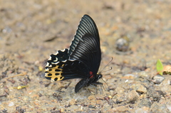 Papilio forbesi
