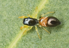 Damoetas